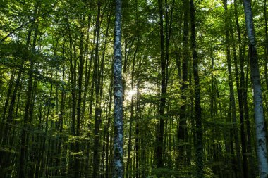 La Fageda D En Jorda Ormanı 'nda bahar gündoğumu, La Garrotxa, Kuzey İspanya.