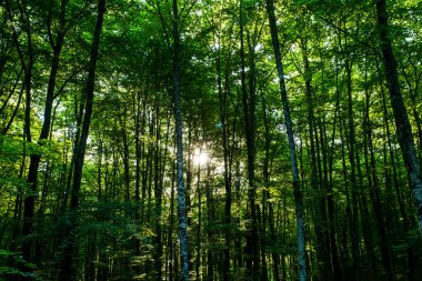 La Fageda D En Jorda Ormanı 'nda bahar gündoğumu, La Garrotxa, Kuzey İspanya.