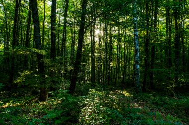 La Fageda D En Jorda Ormanı 'nda bahar gündoğumu, La Garrotxa, Kuzey İspanya.