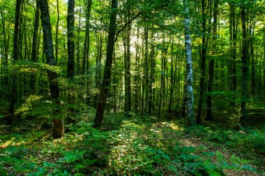 La Fageda D En Jorda Ormanı 'nda bahar gündoğumu, La Garrotxa, Kuzey İspanya.