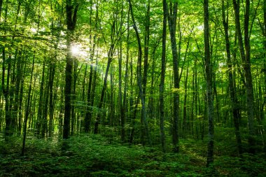 La Fageda D En Jorda Ormanı 'nda bahar gündoğumu, La Garrotxa, Kuzey İspanya.