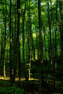 La Fageda D En Jorda Ormanı 'nda bahar gündoğumu, La Garrotxa, Kuzey İspanya.