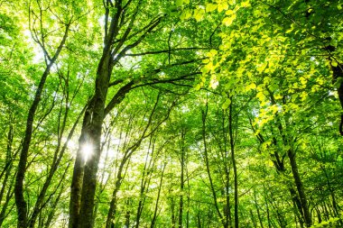 La Fageda D En Jorda Ormanı 'nda bahar gündoğumu, La Garrotxa, Kuzey İspanya.