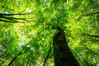 La Fageda D En Jorda Ormanı 'nda bahar gündoğumu, La Garrotxa, Kuzey İspanya.