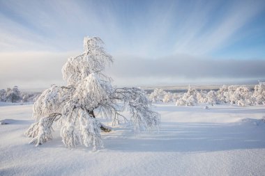 Pallas Yllastunturi Ulusal Parkı, Laponya, Finlandiya 'da kış manzarası