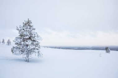 Winter landscape in Pallas Yllastunturi National Park, Lapland, northern Finland.