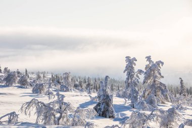 Winter landscape in Pallas Yllastunturi National Park, Lapland, northern Finland.