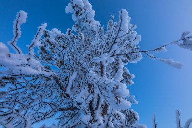 Pallas Yllastunturi Ulusal Parkı, Laponya, Finlandiya 'da kış manzarası