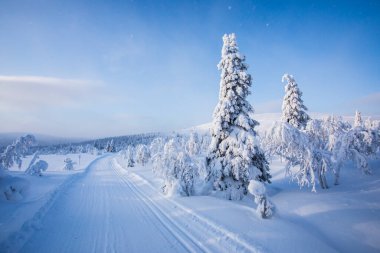 Pallas Yllastunturi Ulusal Parkı, Laponya, Finlandiya 'da kış manzarası