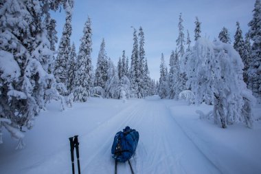 Pallas Yllastunturi Milli Parkı, Laponya, Finlandiya 'da kayak gezisi