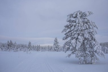 Pallas Yllastunturi Ulusal Parkı, Laponya, Finlandiya 'da kış manzarası