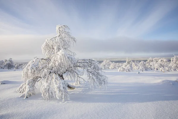 Pallas Yllastunturi Ulusal Parkı, Laponya, Finlandiya 'da kış manzarası