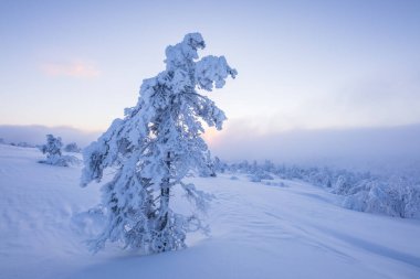 Pallas Yllastunturi Ulusal Parkı, Laponya, Finlandiya 'da kış manzarası
