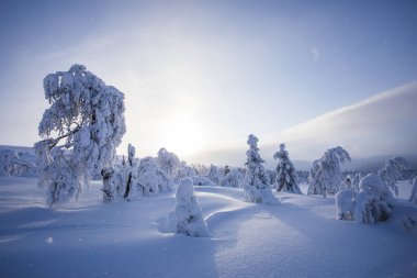 Pallas Yllastunturi Ulusal Parkı, Laponya, Finlandiya 'da kış manzarası