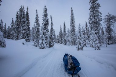Pallas Yllastunturi Milli Parkı, Laponya, Finlandiya 'da kayak gezisi