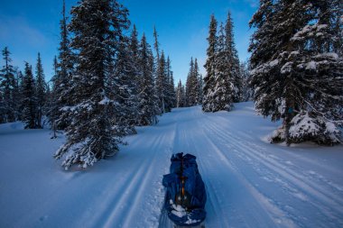 Pallas Yllastunturi Milli Parkı, Laponya, Finlandiya 'da kayak gezisi