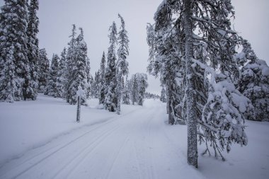 Winter landscape in Pallas Yllastunturi National Park, Lapland, northern Finland.