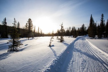 Pallas Yllastunturi Milli Parkı, Laponya, Finlandiya 'da kayak gezisi