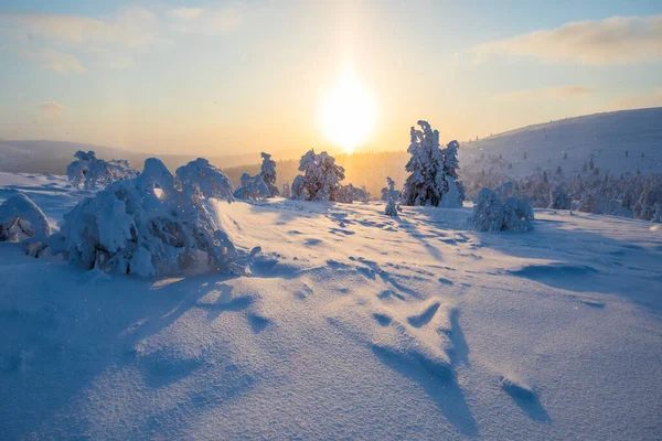 Winter Sunset Pallas Yllastunturi National Park Lapland Northern Finland — Photo