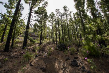 Scene of the Birigoyo peak, La Palma Island, Canary Islands, Spain.