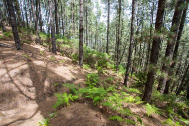 Scene of the Birigoyo peak, La Palma Island, Canary Islands, Spain.