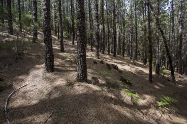 Scene of the Birigoyo peak, La Palma Island, Canary Islands, Spain.