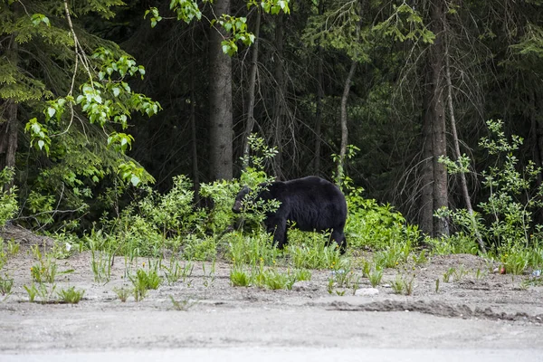 Black Bear Ursus Americanus Glacier National Park Canada — Stockfoto