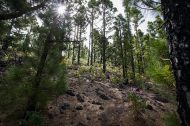 Birigoyo tepesinin manzarası, La Palma Adası, Kanarya Adaları, İspanya.