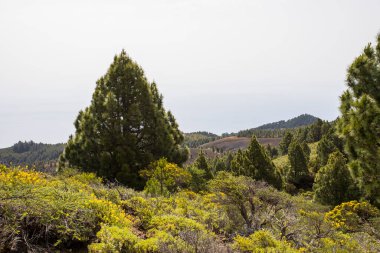 Scene of the Birigoyo peak, La Palma Island, Canary Islands, Spain.