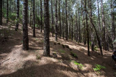 Scene of the Birigoyo peak, La Palma Island, Canary Islands, Spain.