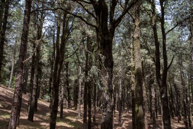 Scene of El Pinar forest in La Palma, Canary Islands, Spain