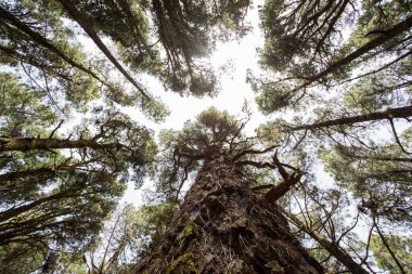 La Palma, Kanarya Adaları, İspanya 'daki El Pinar Ormanı Sahnesi