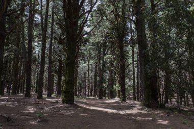 La Palma, Kanarya Adaları, İspanya 'daki El Pinar Ormanı Sahnesi