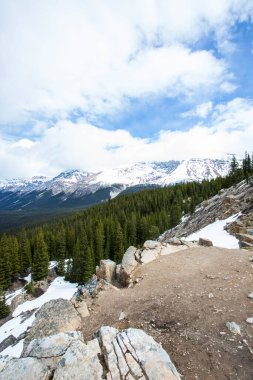 Summer landscape in Peyto lake, Banff National Park in Canada