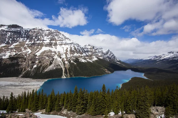 Summer Landscape Peyto Lake Banff National Park Canada — Zdjęcie stockowe