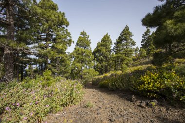 Scene of the Birigoyo peak, La Palma Island, Canary Islands, Spain.
