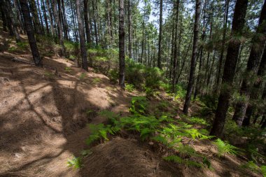 Scene of the Birigoyo peak, La Palma Island, Canary Islands, Spain.