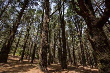 Scene of El Pinar forest in La Palma, Canary Islands, Spain