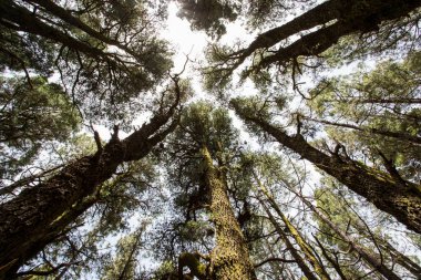 Scene of El Pinar forest in La Palma, Canary Islands, Spain