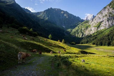 Uelhs Deth Joeu Şelalesi 'nde yaz mevsimi, Val D Aran, Pireneler, İspanya