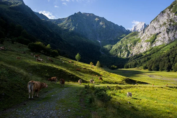 stock image Summer in Uelhs Deth Joeu waterfall, Val D Aran, Pyrenees, Spain