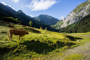 Summer in Uelhs Deth Joeu waterfall, Val D Aran, Pyrenees, Spain