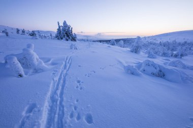 Ski expedition in Pallas Yllastunturi National Park, Lapland, northern Finland.