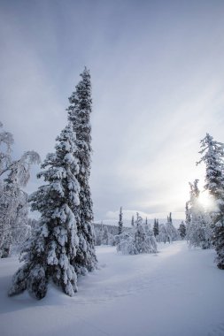 Winter landscape in Pallas Yllastunturi National Park, Lapland, northern Finland.