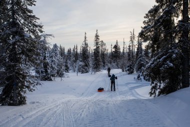 Ski expedition in Pallas Yllastunturi National Park, Lapland, northern Finland.