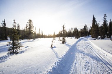 Ski expedition in Pallas Yllastunturi National Park, Lapland, northern Finland.