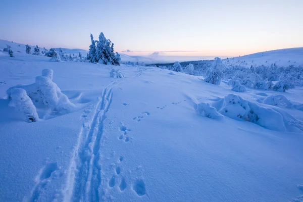 Ski Expedition Pallas Yllastunturi National Park Lapland Northern Finland — Foto Stock