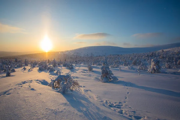 stock image Winter sunset in Pallas Yllastunturi National Park, Lapland, Finland