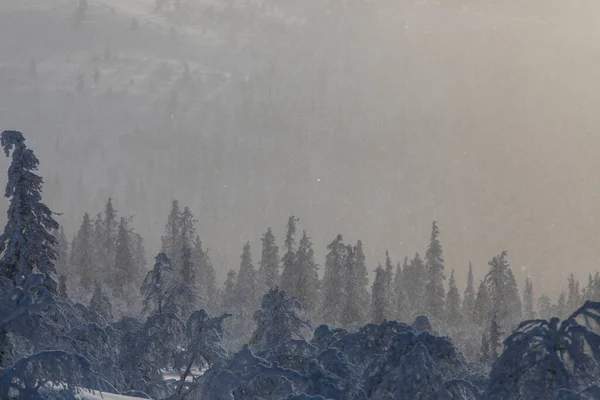 Paysage Hivernal Dans Parc National Pallas Yllastunturi Laponie Finlande — Photo