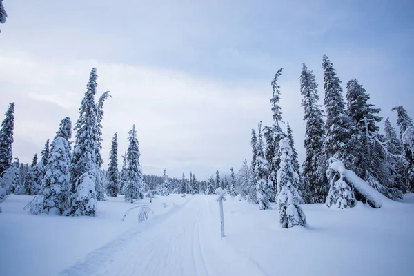 Winter Landscape Pallas Yllastunturi National Park Lapland Finland — Stockfoto
